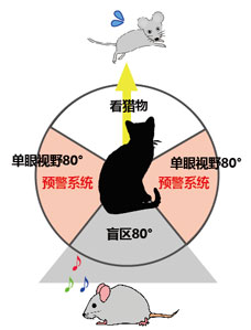 Vol.13肉食系？草食系？～動物眼睛之奇跡～